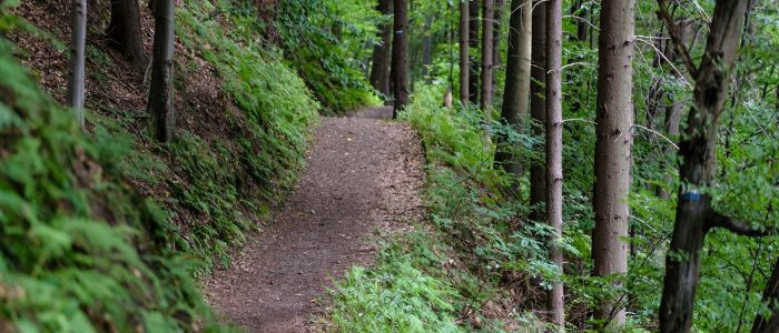 empty dirt trail in a lush forest