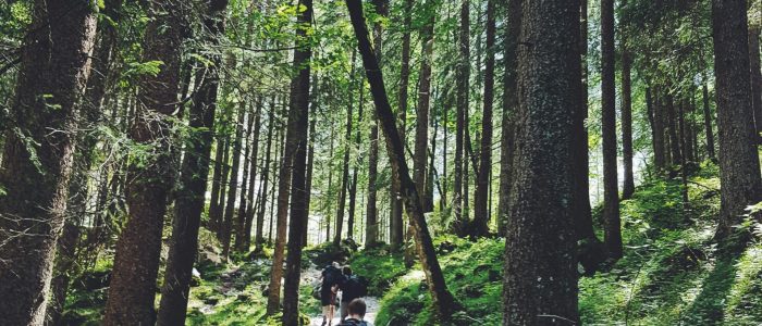 large group of hikers through a mossy forest